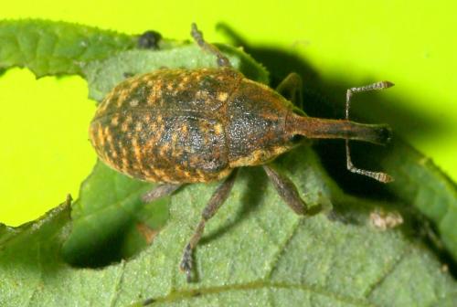 Réf. 188 520 : Larinus sturnus
